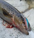 T-Rex wobbler Minnow Trout 35S (3,5 cm) thumbnail