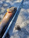 Bloodrun Pinland trout opp til 10 gram kastevekt. thumbnail