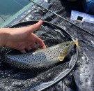 T-Rex wobbler Minnow Trout 35S (3,5 cm) thumbnail